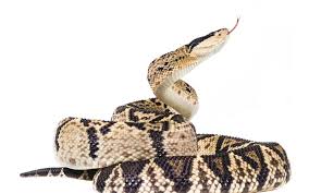 Attēlu rezultāti vaicājumam “Cephaloziella elachista macro”