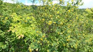 Image result for Colutea x media (arborescens x orientalis)