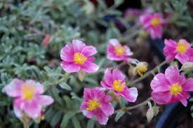 Attēlu rezultāti vaicājumam “Helianthemum nummularium fruit”