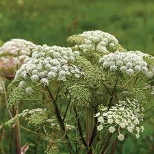 Attēlu rezultāti vaicājumam “Angelica sylvestris fruit”