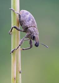 Attēlu rezultāti vaicājumam “Cleonis pigra”