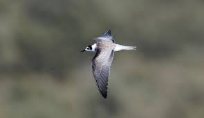 Attēlu rezultāti vaicājumam “Chlidonias niger”
