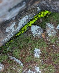 Attēlu rezultāti vaicājumam “Schistostega pennata”