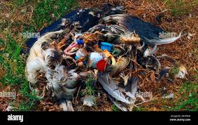 Image result for albatross dead chick