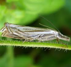 Attēlu rezultāti vaicājumam “Crambus silvella”