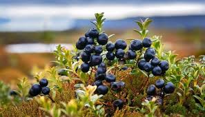 Attēlu rezultāti vaicājumam “Empetrum nigrum fruit”