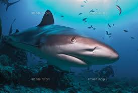 Image result for Carcharhinus perezii