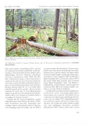 Attēlu rezultāti vaicājumam “Ceruchus chrysomelinus imago”