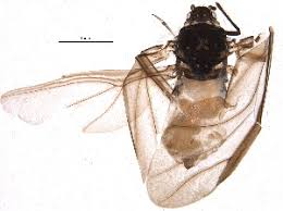 Attēlu rezultāti vaicājumam “Prociphilus xylostei”
