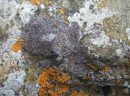 Attēlu rezultāti vaicājumam “Chaenotheca stemonea”