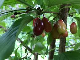 Attēlu rezultāti vaicājumam “Hymenoscyphus fructigenus var. coryli”