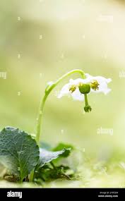 Attēlu rezultāti vaicājumam “Pyrolaceae”