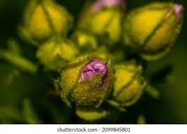 Attēlu rezultāti vaicājumam “Malva moschata bud”