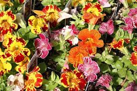 Image result for Mimulus x hybrida