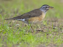 Image result for Turdus obscurus