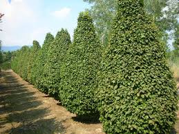 Attēlu rezultāti vaicājumam “Carpinus betulus”