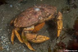 Image result for Cancer borealis