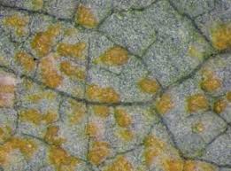 Attēlu rezultāti vaicājumam “Melampsoridium sp.”