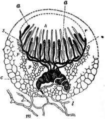Attēlu rezultāti vaicājumam “Ascobolus furfuraceus”