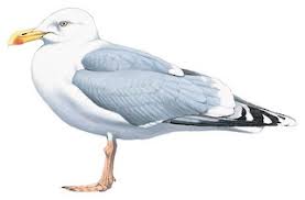 Attēlu rezultāti vaicājumam “Larus argentatus”