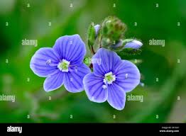 Attēlu rezultāti vaicājumam “Veronica chamaedrys flower”