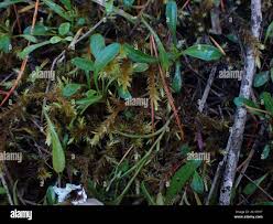 Attēlu rezultāti vaicājumam “Calliergon giganteum”