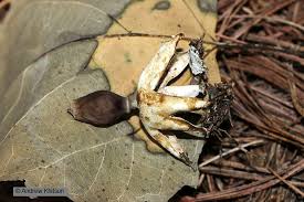 Attēlu rezultāti vaicājumam “Geastrum quadrifidum”