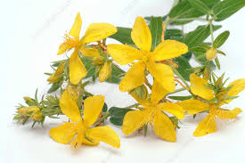 Attēlu rezultāti vaicājumam “Hypericum perforatum bud”