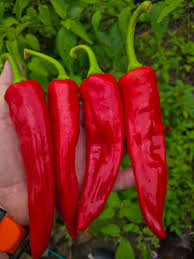 Afbeeldingsresultaat voor numex sandia hot pepper