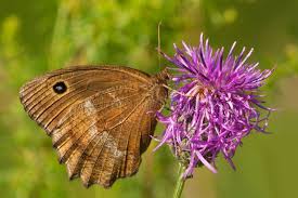 Attēlu rezultāti vaicājumam “Maniola jurtina male”