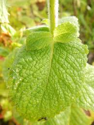 Attēlu rezultāti vaicājumam “Mentha aquatica leaf”