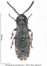 Attēlu rezultāti vaicājumam “Phosphaenus hemipterus”