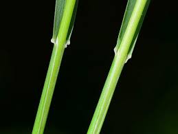 Attēlu rezultāti vaicājumam “Poa pratensis fruit”