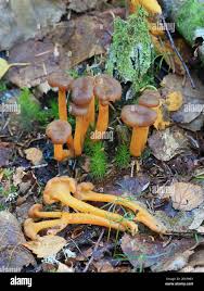 Attēlu rezultāti vaicājumam “Leotia lubrica”