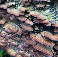 Attēlu rezultāti vaicājumam “Siphoptychium violaceum spores”