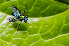 Attēlu rezultāti vaicājumam “Dolichopodidae”