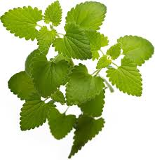 Image result for Nepeta cataria