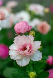 Attēlu rezultāti vaicājumam “Ranunculus elatior flower”