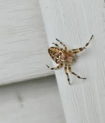 Attēlu rezultāti vaicājumam “Araneus diadematus juvenile”