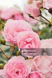 Image result for FOTO ROSA