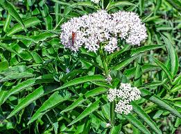 Attēlu rezultāti vaicājumam “Sambucus”