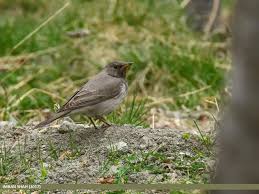 Image result for Turdus ruficollis