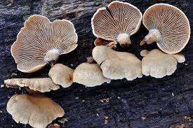 Attēlu rezultāti vaicājumam “Panellus stipticus”