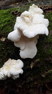 Attēlu rezultāti vaicājumam “Hericium cirrhatum”