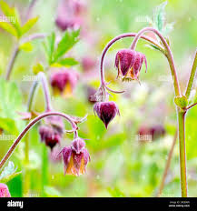 Attēlu rezultāti vaicājumam “Geum rivale fruit”