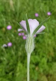 Image result for Agrostemma githago