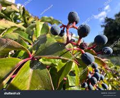 Attēlu rezultāti vaicājumam “Parthenocissus quinquefolia fruit”