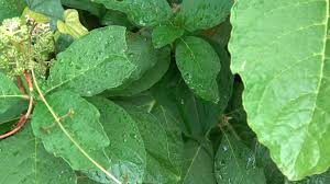 Attēlu rezultāti vaicājumam “Phytolacca acinosa leaf”