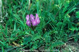 Attēlu rezultāti vaicājumam “Astragalus danicus leaf”