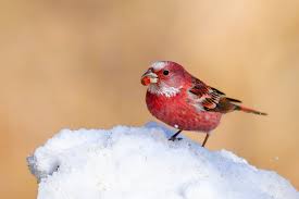 Attēlu rezultāti vaicājumam “Fringillidae”